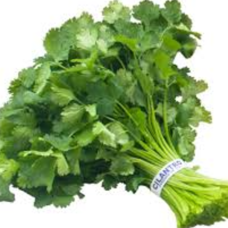 FRESH CILANTRO BUNCH